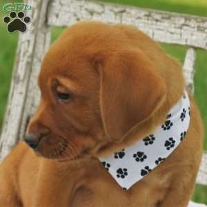 Chipotle, Fox Red Labrador Retriever Puppy